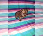 Small #18 Yorkshire Terrier