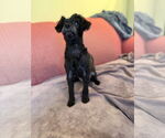 Small #2 Maltese Mix