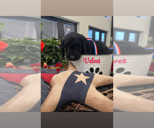 Medium Photo #7 Goldendoodle Puppy For Sale in FORD CITY, PA, USA