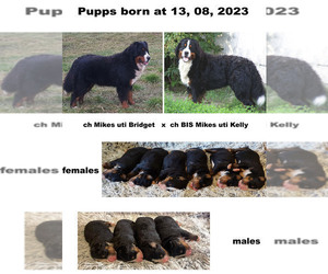 Maltese Puppy for sale in Hatvan, Heves, Hungary