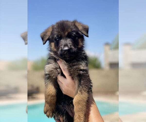 Medium Photo #3 German Shepherd Dog Puppy For Sale in PEORIA, AZ, USA