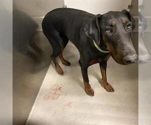 Doberman Pinscher Dogs for adoption in Modesto, CA, USA