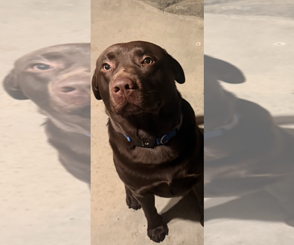 Medium Photo #7 Labrador Retriever Puppy For Sale in SIMI VALLEY, CA, USA