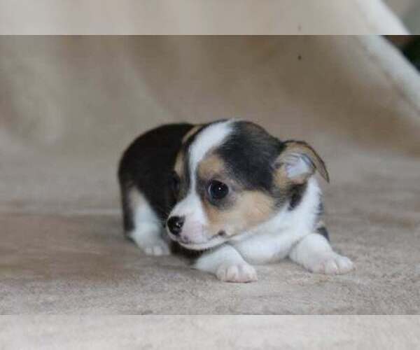 Medium Photo #43 Chihuahua Puppy For Sale in HUDSONVILLE, MI, USA