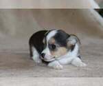 Small Photo #43 Chihuahua Puppy For Sale in HUDSONVILLE, MI, USA