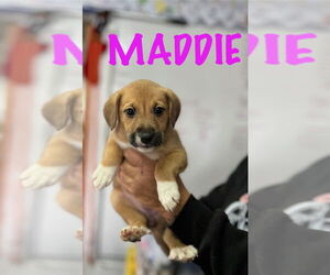Mutt Dogs for adoption in Mooresville, NC, USA