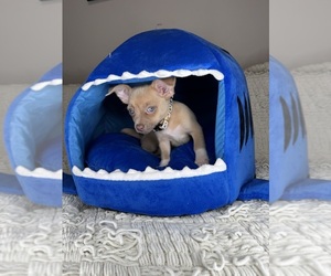 Chihuahua Puppy for sale in MATTHEWS, NC, USA