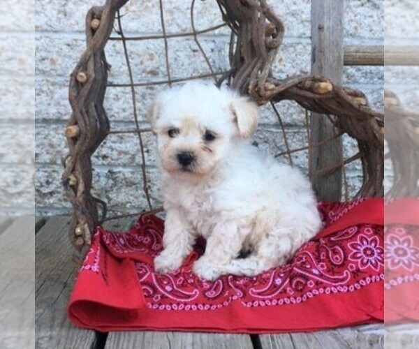 Medium Photo #1 Poochon Puppy For Sale in MORGANTOWN, PA, USA