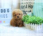 Small Photo #3 Poodle (Miniature) Puppy For Sale in FULLERTON, CA, USA