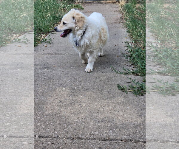 Medium Photo #2 Chi-Poo (Miniature) Puppy For Sale in Denver , CO, USA