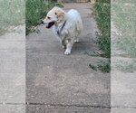 Small #1 Chi-Poo (Miniature)