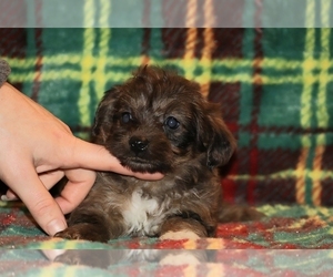 Yorkiepoo mix (+ Poodle Toy) Puppy for sale in DYERSBURG, TN, USA