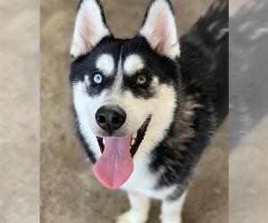 Siberian Husky Dogs for adoption in Riverside, CA, USA