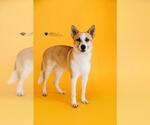 Small #1 Shiba Inu Mix