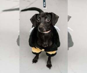 Chiweenie Dogs for adoption in Visalia, CA, USA