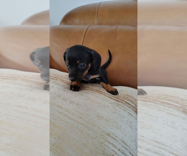 Medium Photo #1 Dachshund Puppy For Sale in DETROIT, MI, USA