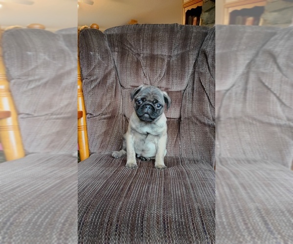 Medium Photo #14 Pug Puppy For Sale in SAINT PAUL, MN, USA