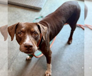 Labrador Retriever-Unknown Mix Dogs for adoption in Tavares, FL, USA