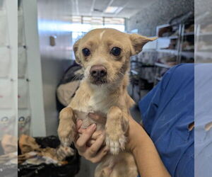 Mutt Dogs for adoption in Chico, CA, USA