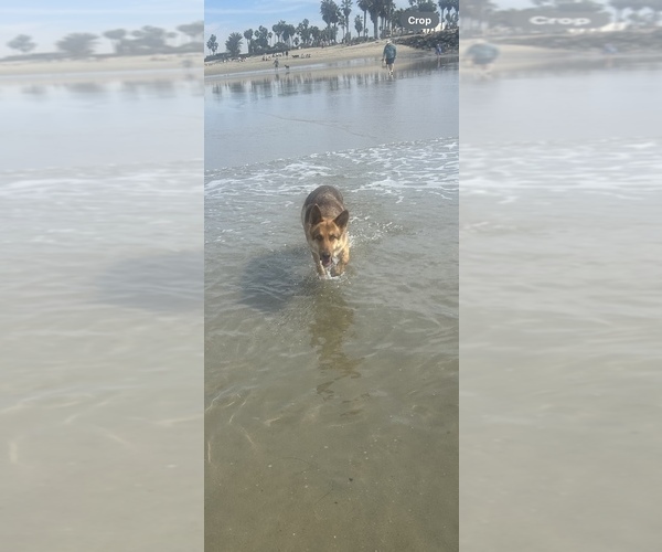 Medium Photo #1 German Shepherd Dog Puppy For Sale in EL CAJON, CA, USA