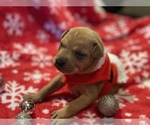 Puppy 4 American Pit Bull Terrier-Chow Chow Mix
