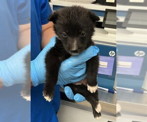 Border Collie-Unknown Mix Dogs for adoption in San Bernardino, CA, USA