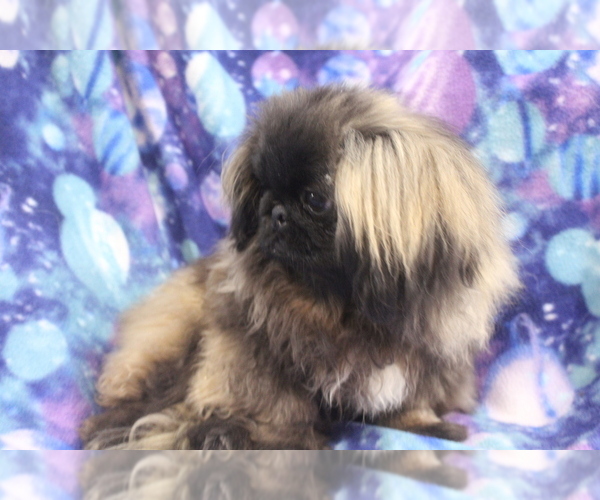 Medium Photo #2 Pekingese Puppy For Sale in JOICE, IA, USA