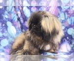 Small #1 Pekingese