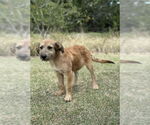 Small #2 Mutt