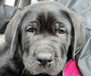Cane Corso Puppy for sale in LYONS, GA, USA