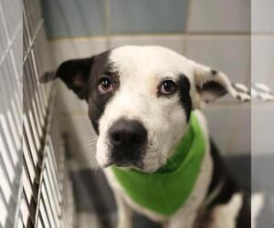 American Staffordshire Terrier-Unknown Mix Dogs for adoption in San Antonio, TX, USA