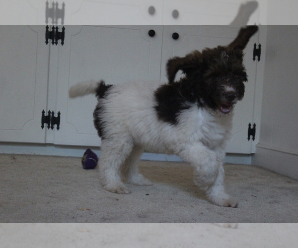 Medium Photo #12 F2 Aussiedoodle Puppy For Sale in KINSTON, NC, USA