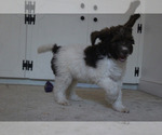 Small Photo #12 F2 Aussiedoodle Puppy For Sale in KINSTON, NC, USA