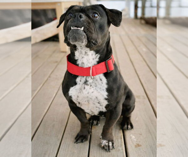 Medium Photo #3 Buggs Puppy For Sale in Westminster, MA, USA