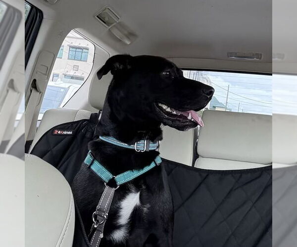Medium Photo #4 American Pit Bull Terrier-Huskies  Mix Puppy For Sale in Tampa, FL, USA