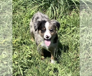 Miniature Australian Shepherd Puppy for sale in FORT MORGAN, CO, USA