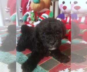 Poodle (Toy) Puppy for sale in GEORGETOWN, TX, USA