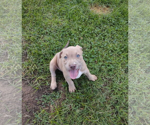 Medium Photo #3 Labrador Retriever-Unknown Mix Puppy For Sale in The Woodlands, TX, USA