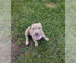 Small #2 Labrador Retriever Mix