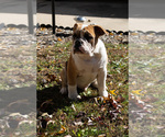 Small Photo #30 Olde English Bulldogge Puppy For Sale in OVERLAND, KS, USA