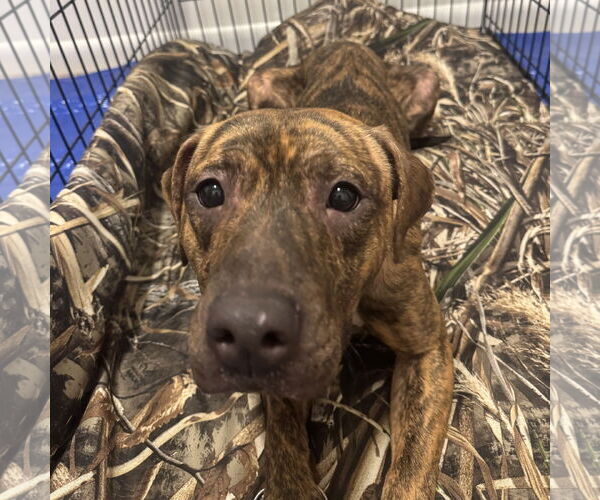 Medium Photo #3 Mutt Puppy For Sale in Fargo, ND, USA