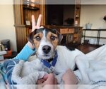 Small Photo #1 Jack Russell Terrier Puppy For Sale in Moorpark, CA, USA
