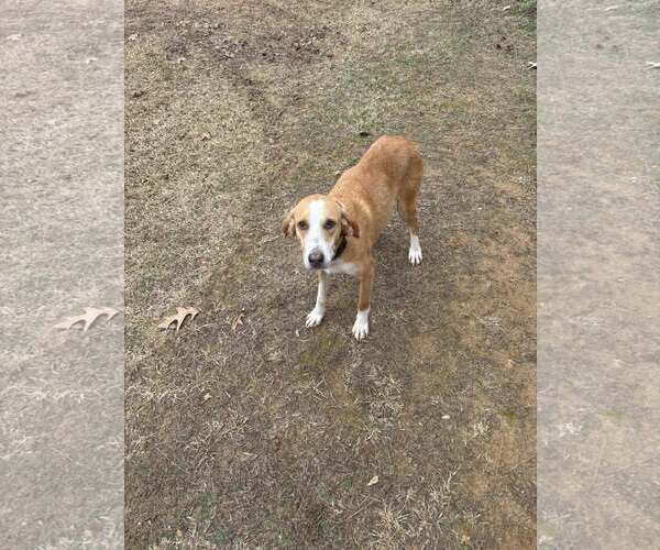 Medium Photo #2 Coonhound Puppy For Sale in Corinth, MS, USA
