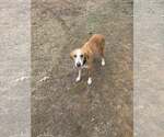 Small #1 Coonhound