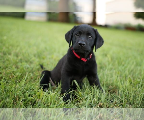 Medium Photo #5 Labrador Retriever Puppy For Sale in FRYTOWN, IA, USA