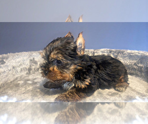 Yorkshire Terrier Puppy for sale in LOCUST GROVE, GA, USA