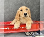 Small #4 Golden Retriever