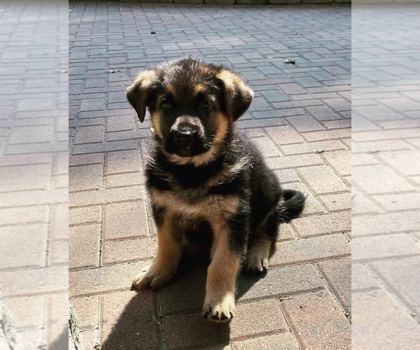 Medium Photo #21 German Shepherd Dog Puppy For Sale in KENNESAW, GA, USA