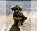 Small Photo #21 German Shepherd Dog Puppy For Sale in KENNESAW, GA, USA
