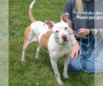 Small #13 American Staffordshire Terrier-Boxer Mix